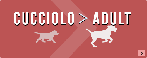 Il mio cucciolo sta crescendo, è ora di cambiare a buon mercato